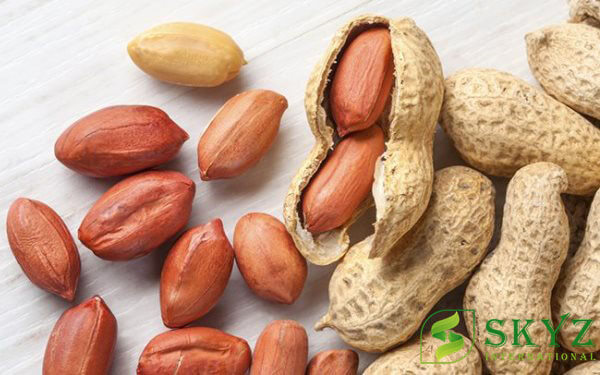 Peanuts Exporters in India - SKYZ INTERNATIONAL