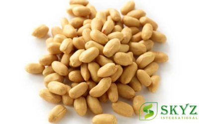 Roasted Peanuts Exporter in India - SKYZ INTERNATIONAL